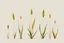 Placeholder: concept art of six low poly stylized alien dry single leaf tall grass on a neutral background. Strange fictional extraterrestrial flora with unusual shapes