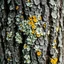 Placeholder: A close-up of lichen on the trunk of an oak tree, showcasing its intricate patterns and colors in shades of grayish white with yellow accents. The background is blurred to focus attention on the detailed textures of nature's artistry.