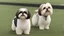 Placeholder: Charlotte hornets shih tzu