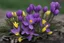 Placeholder: Fleurs de printemps, violettes