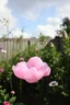 Placeholder: A pink plastic cloud floating in the garden