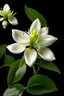 Placeholder: Jasmine flower