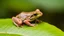 Placeholder: a small frog on a green leaf, stamps on its head