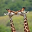 Placeholder: Among giraffes, there's more same-sex than opposite-sex activity. In fact, studies say gay sex accounts for more than 90 percent of all observed sexual activity in giraffes. And they don't just get straight to business.