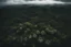 Placeholder: forest tropical jungle overcast dark view from above