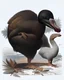 Placeholder: John James Audubon-like illustration of a fully uncropped Dodo bird and a Platypus in a landscape of warm yellows, warm reds, and warm blues