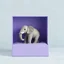 Placeholder: A minimalism of an elephant in a purple box, featuring a delicate balance of softness and clarity