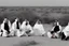 Placeholder: Four Arab sheikhs sitting in the desert wearing typical Arab dress, looking towards the four cardinal points. A talll fat european man in business suit wathhing them while thinking.