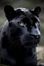 Placeholder: panther