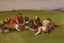 Placeholder: grass by pontormo