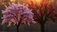 Placeholder: a sakura tree in golden hour lighting sitting next to a dark tree bearing cursed apples