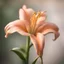 Placeholder: Peach Royal Lily, close-up, side lighting, blurred background