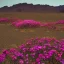 Placeholder: Flowers in desert