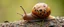 Placeholder: musical note snail