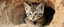 Placeholder: sand cat in burrow