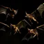 Placeholder: bats