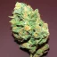 Placeholder: big beautiful marihuana bud full of crystals more beautiful