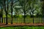 Placeholder: Sunny day, trees, and fence, photography, hyperdetailed, 4k