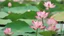 Placeholder: Blooming Lotus in Summer