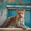 Placeholder: happy leopard outside in front of intense colors wall. sunny day. photographic. water, a dove swims