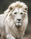 Placeholder: A white lion