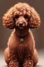 Placeholder: a small brown poodle with curly fur, high quality, highres, gif, on a dark background