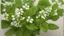 Placeholder: The mint is just starting to sprout, showing its fresh, bright green leaves. The artist uses bright greens and white to embody the freshness and vitality of mint. Small leaves and small white flowers that adorn the plant can be painted.