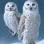 Placeholder: snow OWL