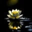 Placeholder: A solitary blossom gracefully emerges from the tranquil water, exuding elegance and serenity in its delicate presence.,night vision