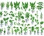 Placeholder: Vector plants and herb set illustration. Watercolor white backdrop