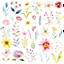 Placeholder: floral clipart, watercolor, white background --ar 16:9