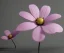 Placeholder: Flower 3d rendering