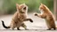 Placeholder: funny fighting cats