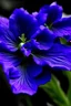 Placeholder: in purpel