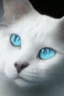 Placeholder: white cat blue eyes