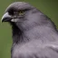 Placeholder: Crow, highly detailed, hyper-detailed, beautifully color-coded, insane details, intricate details, beautifully color graded, Cinematic, Color Grading, Editorial Photography, Depth of Field, DOF, Tilt Blur, White Balance, 32k, Super-Resolution, Megapixel, ProPhoto RGB, VR, Half rear Lighting, Backlight, non photorealistic rendering