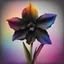 Placeholder: create an interesting black daffodil with color rainbow and colour backgrounds
