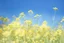 Placeholder: bottom half canola plants, top half sky