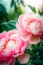 Placeholder: The flowers are pink delicate peony ...bush , English watercolor, hyperdetalization delicate pastel tones , hazy , mirage , haze , aesthetically pleasing, beautiful, bright lighting