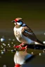 Placeholder: A sparrow swims with flippers