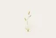 Placeholder: Isolated concept art of low poly stylized alien dry single leaf grass on a plain neutral background. Simple low-poly design with minimal details