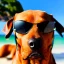 Placeholder: Rottweiller wearing sunglasses beach in background