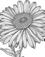 Placeholder: real massive Daisy flower coloring page