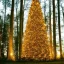 Placeholder:  Giant christmas tree, whit many light in a forest at night