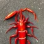 Placeholder:  mr crayfish tail