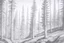 Placeholder: Norwegian forest, woodland- Pencil drawing, illustrative, graphite, crosshatching