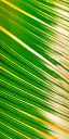 Placeholder: palm leaf's shadow, texture, gold line