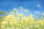 Placeholder: bottom is detailed canola in full bloom with side branches, top is sky, photography, darken stems compared to reference