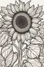 Placeholder: sunflower picture coloring page with decorative border