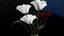Placeholder: Three white calla lilies in a black vase, with a gray and red background against a blue sky, in the style of David Hockney. The colors, soft shadows, minimalism, and smooth curves create a high-resolution, hyperrealistic image with exceptional detail.